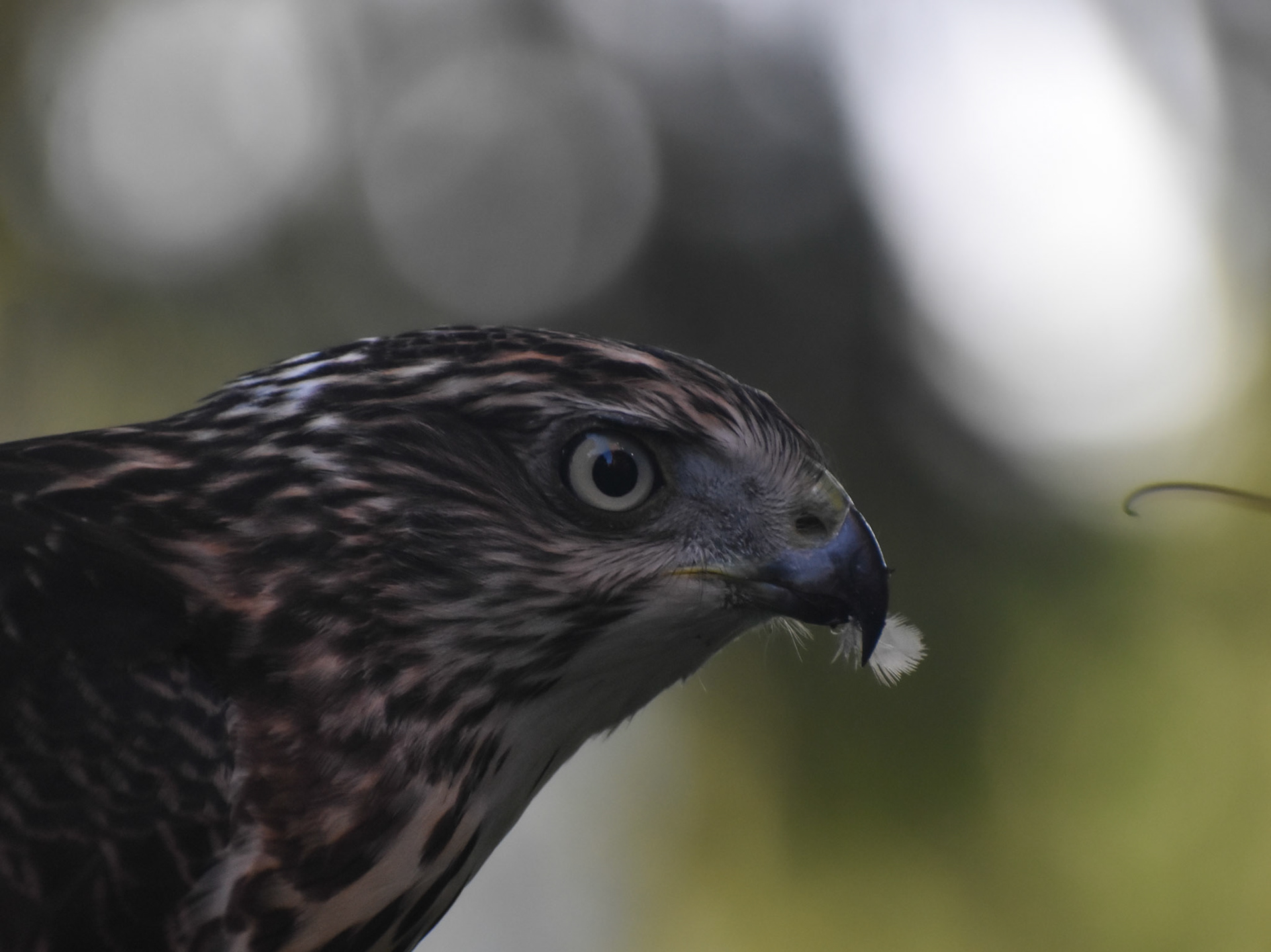 Cooper's Hawk