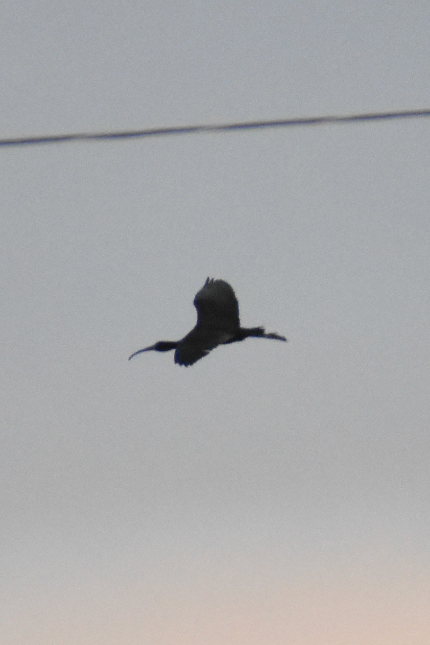 Glossy Ibis
