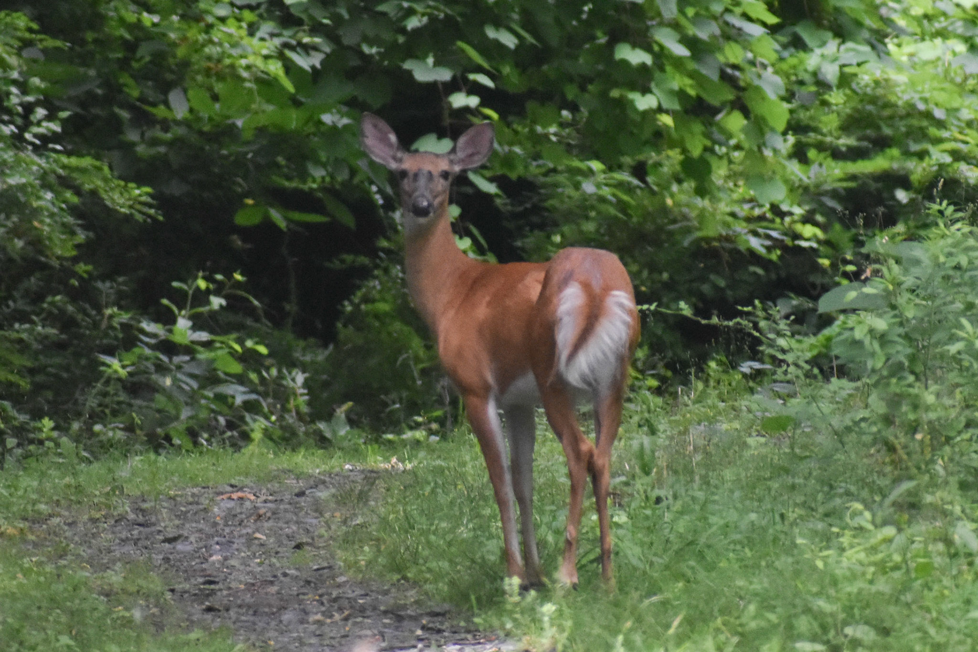 White-tailed Deer