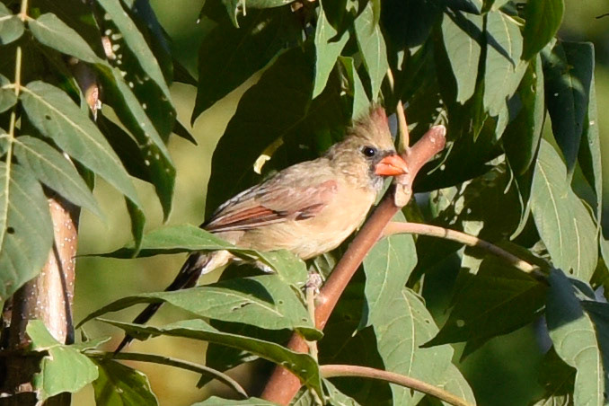 Northern Cardinal (female)