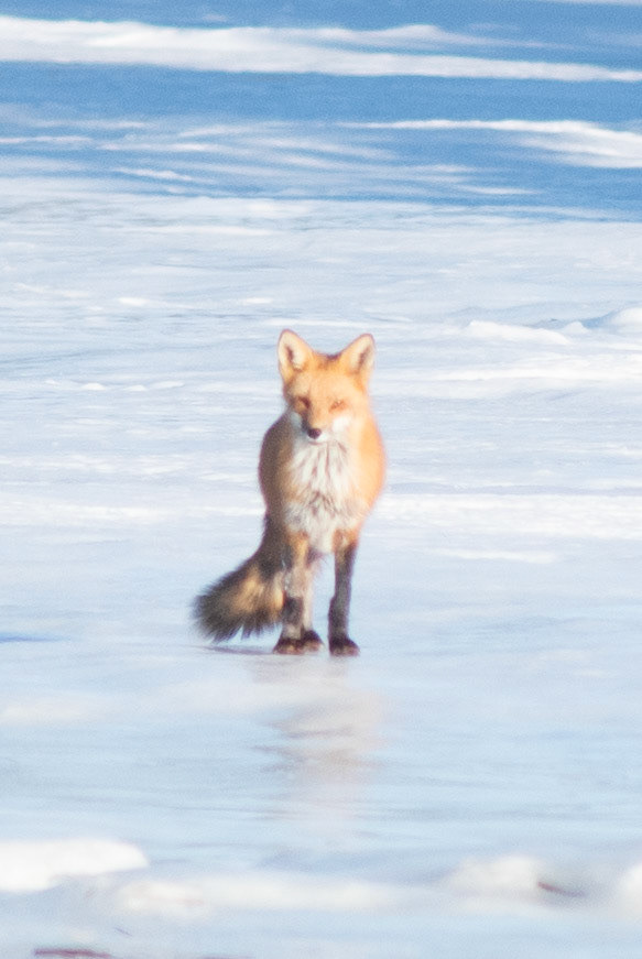 Red Fox
