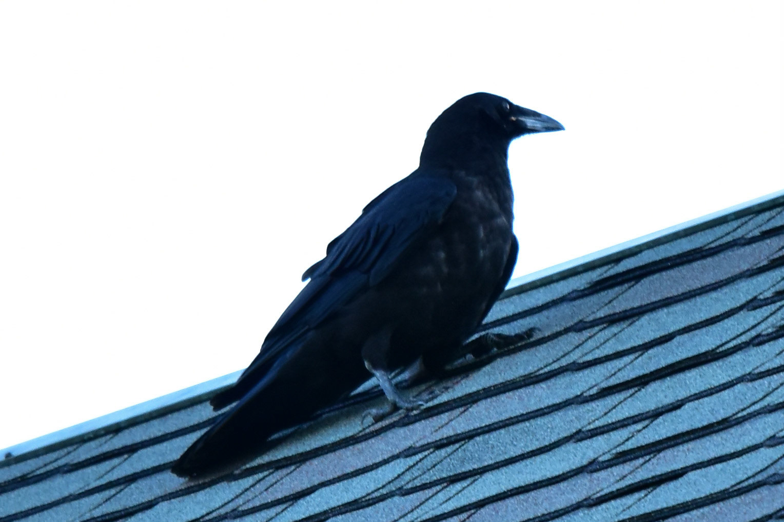 Common Raven
