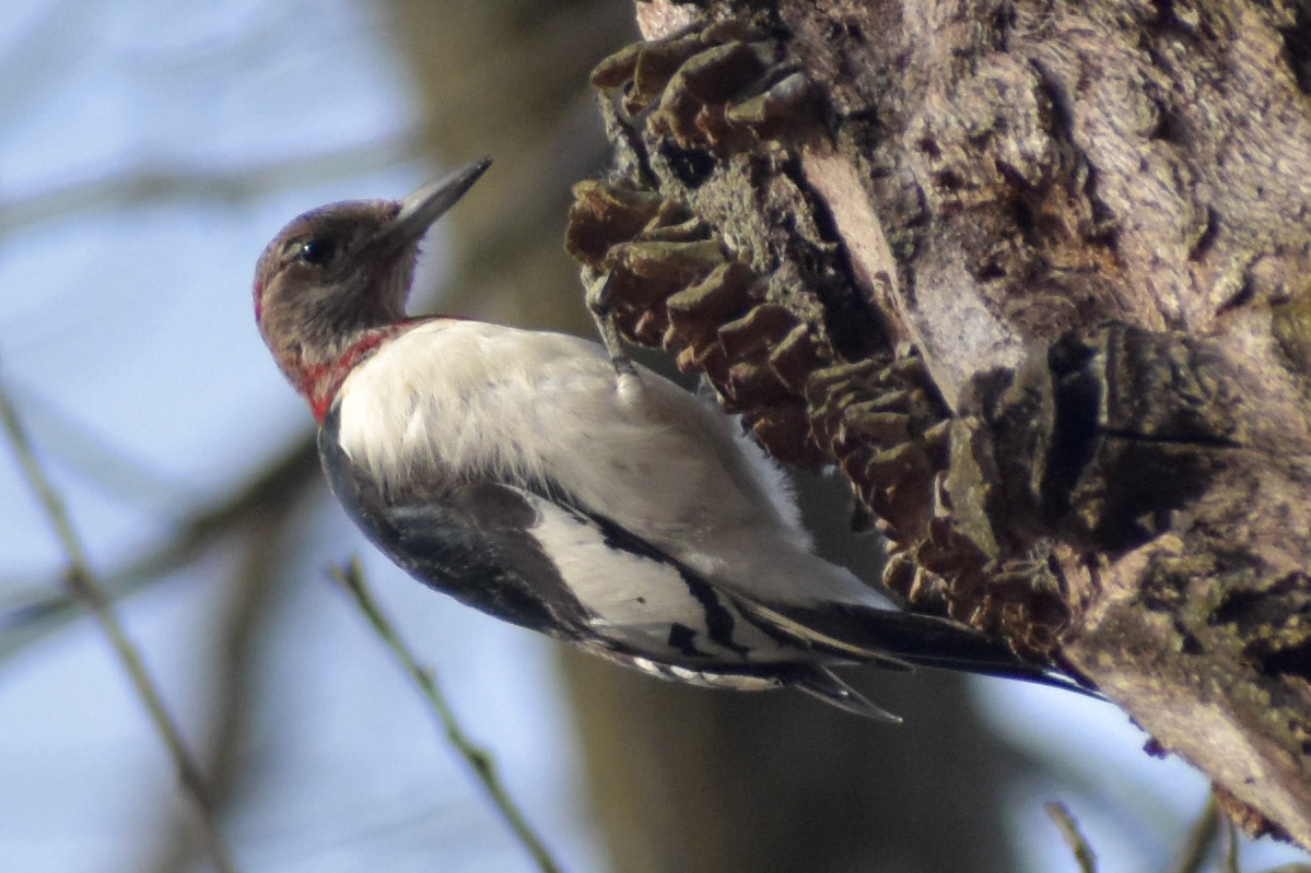 Red-headed Woodpecker