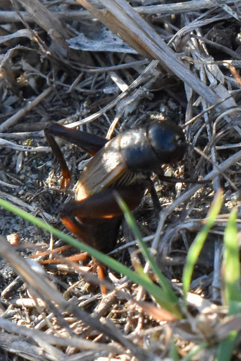 Fall Field Cricket