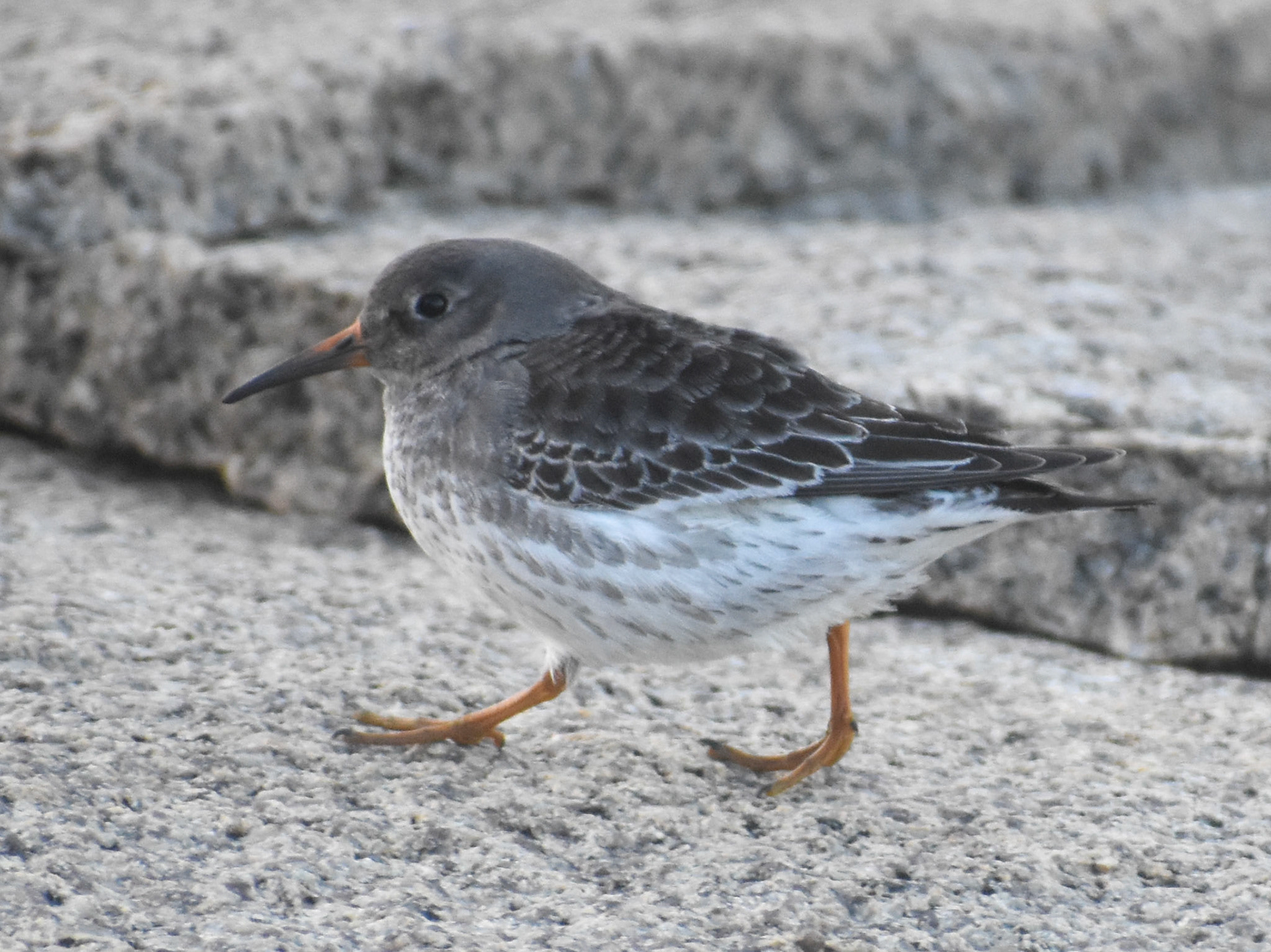 Purple Sandpiper