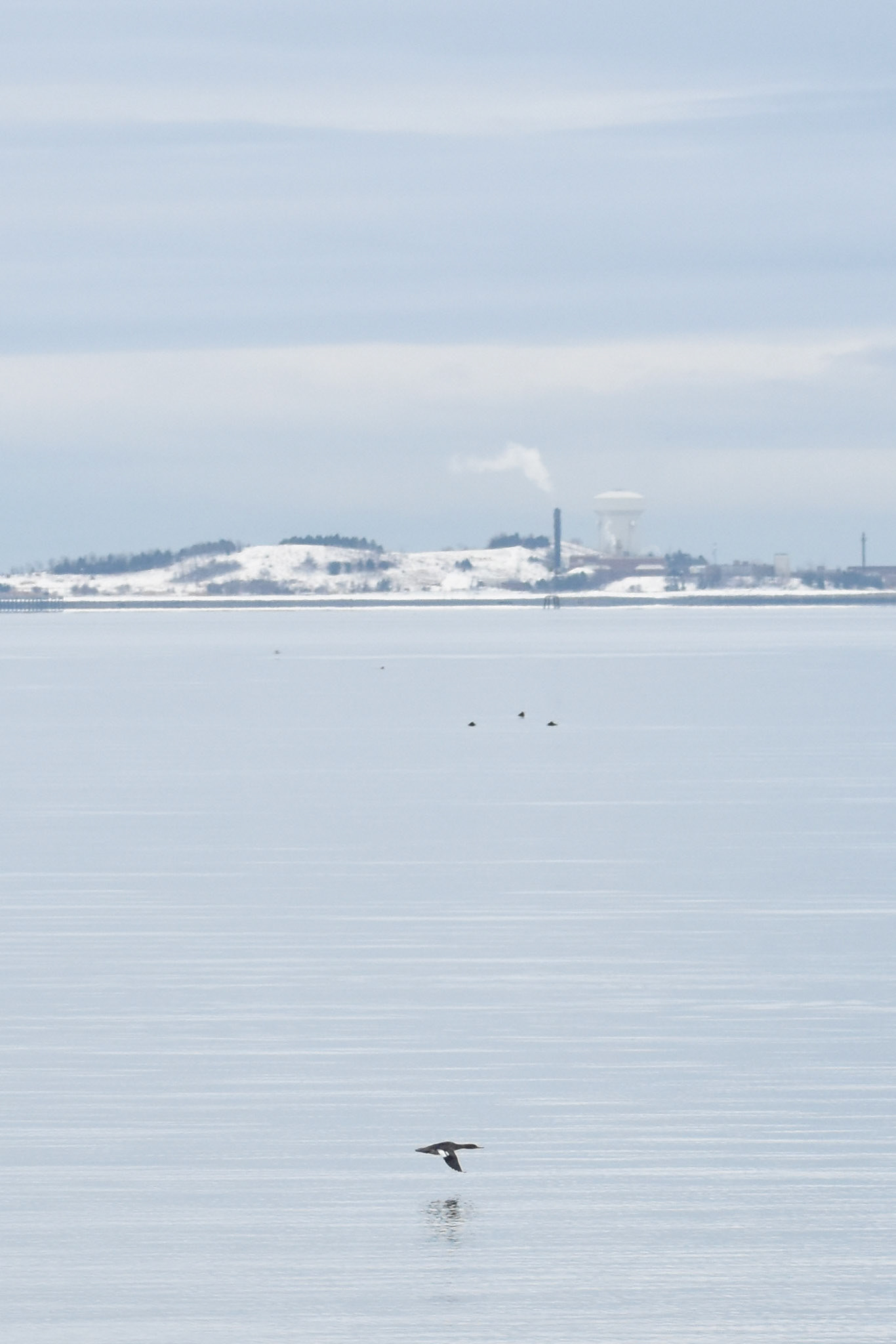 Red-breasted Merganser