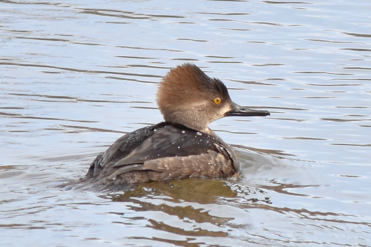 Hooded Merganser (female)