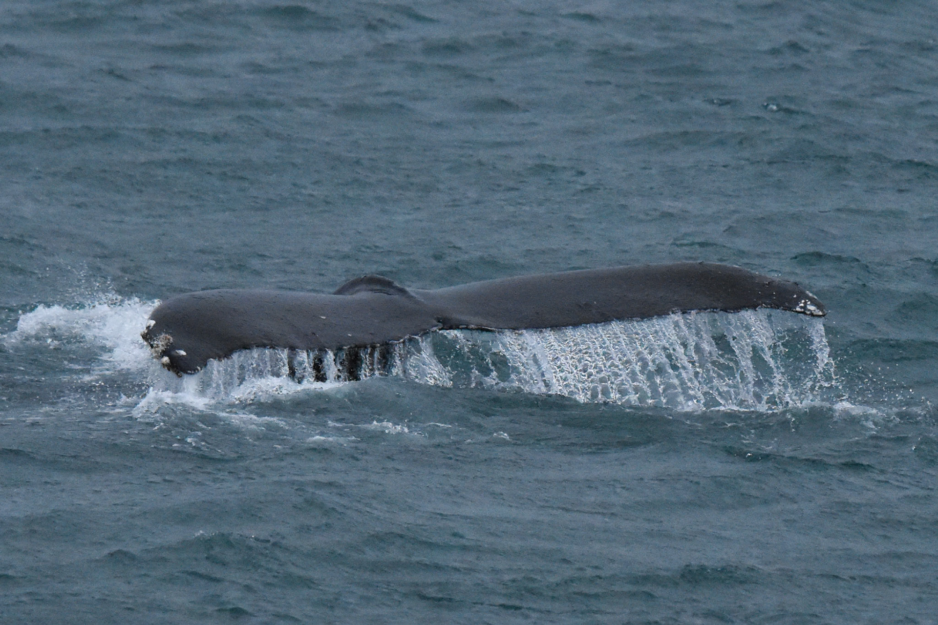 Humpback Whale