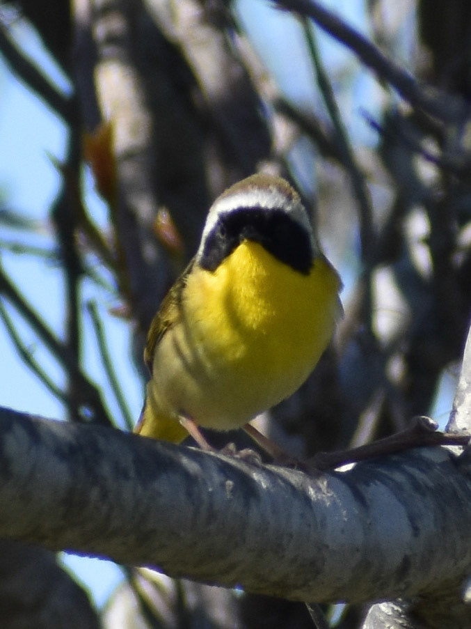 Common Yellowthroat (male)