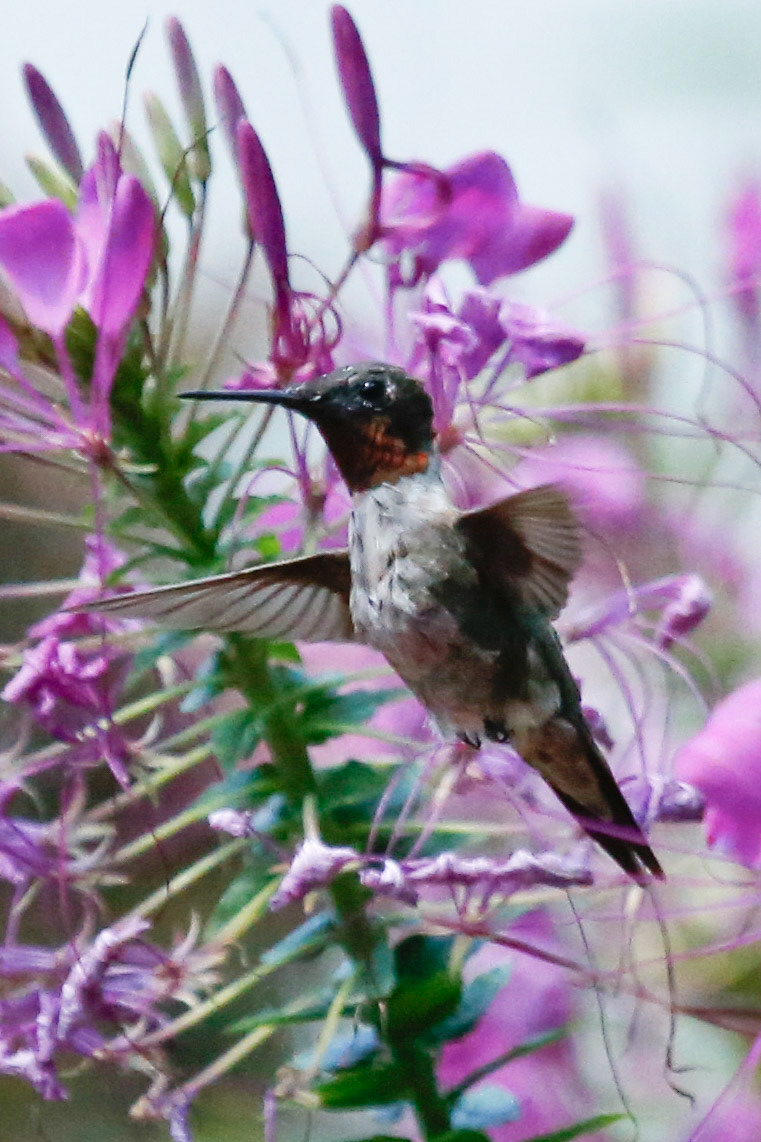 Ruby-throated Hummingbird (adult)