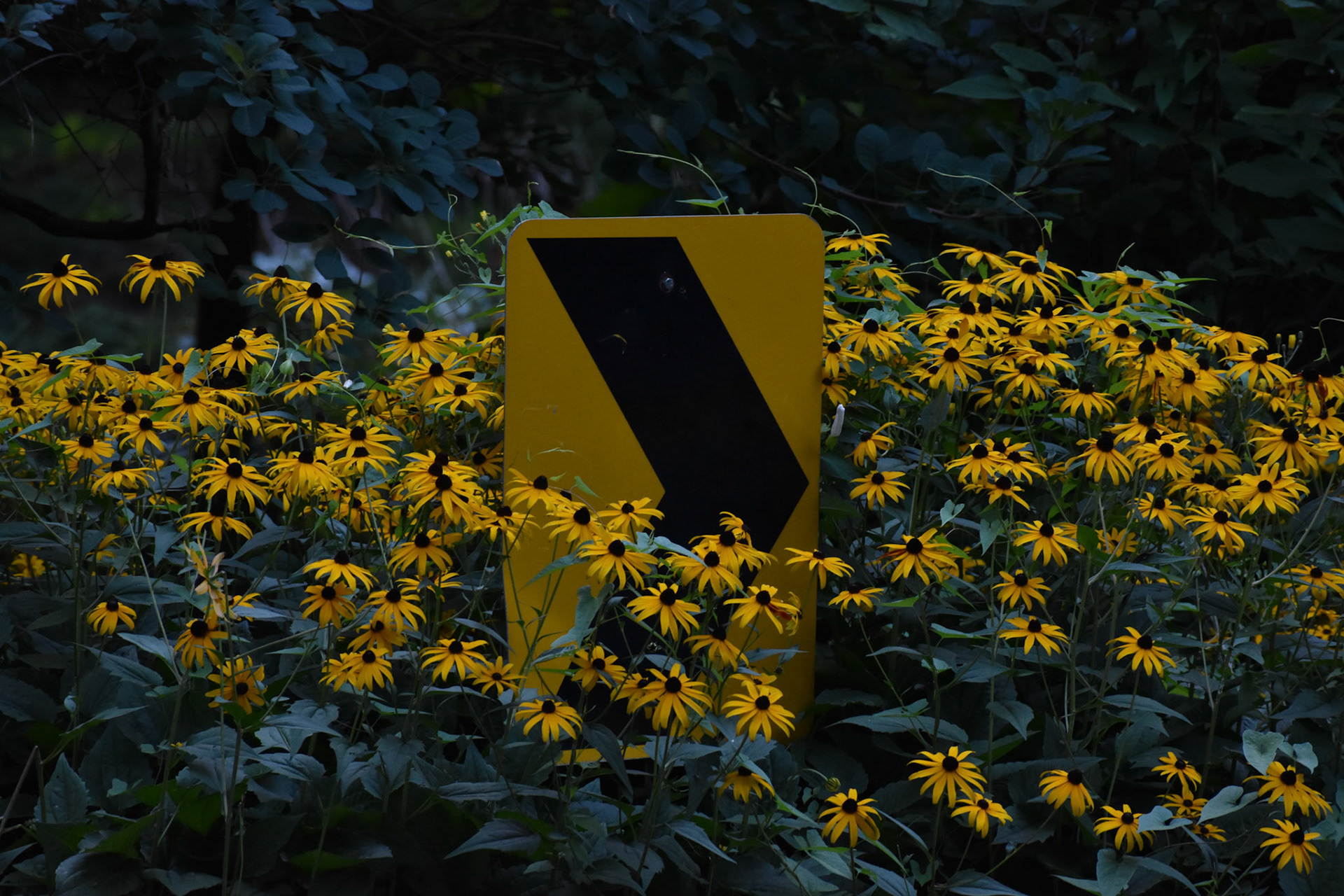 Black-eyed Susans