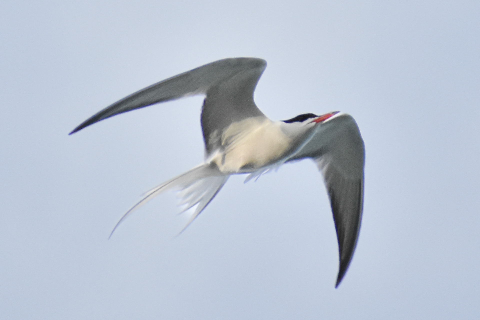 Common Tern