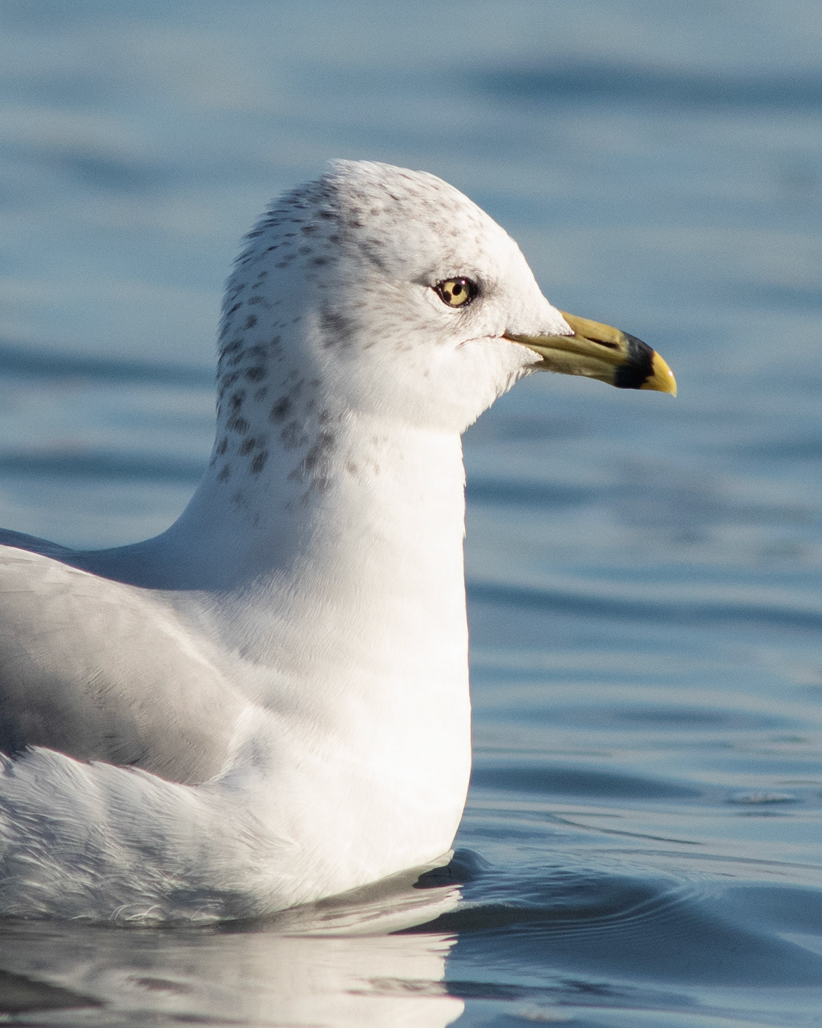 Ring-billed Gull (adult)