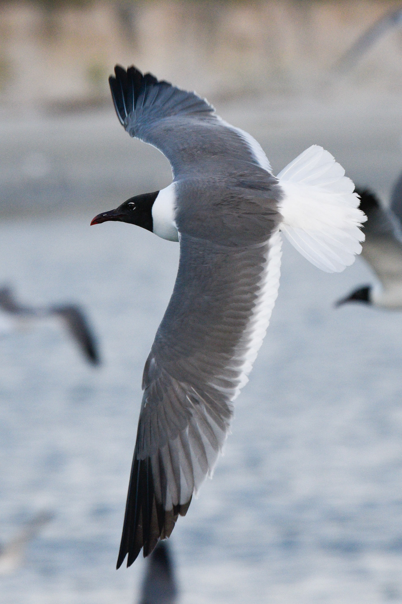 Laughing Gull (adult)