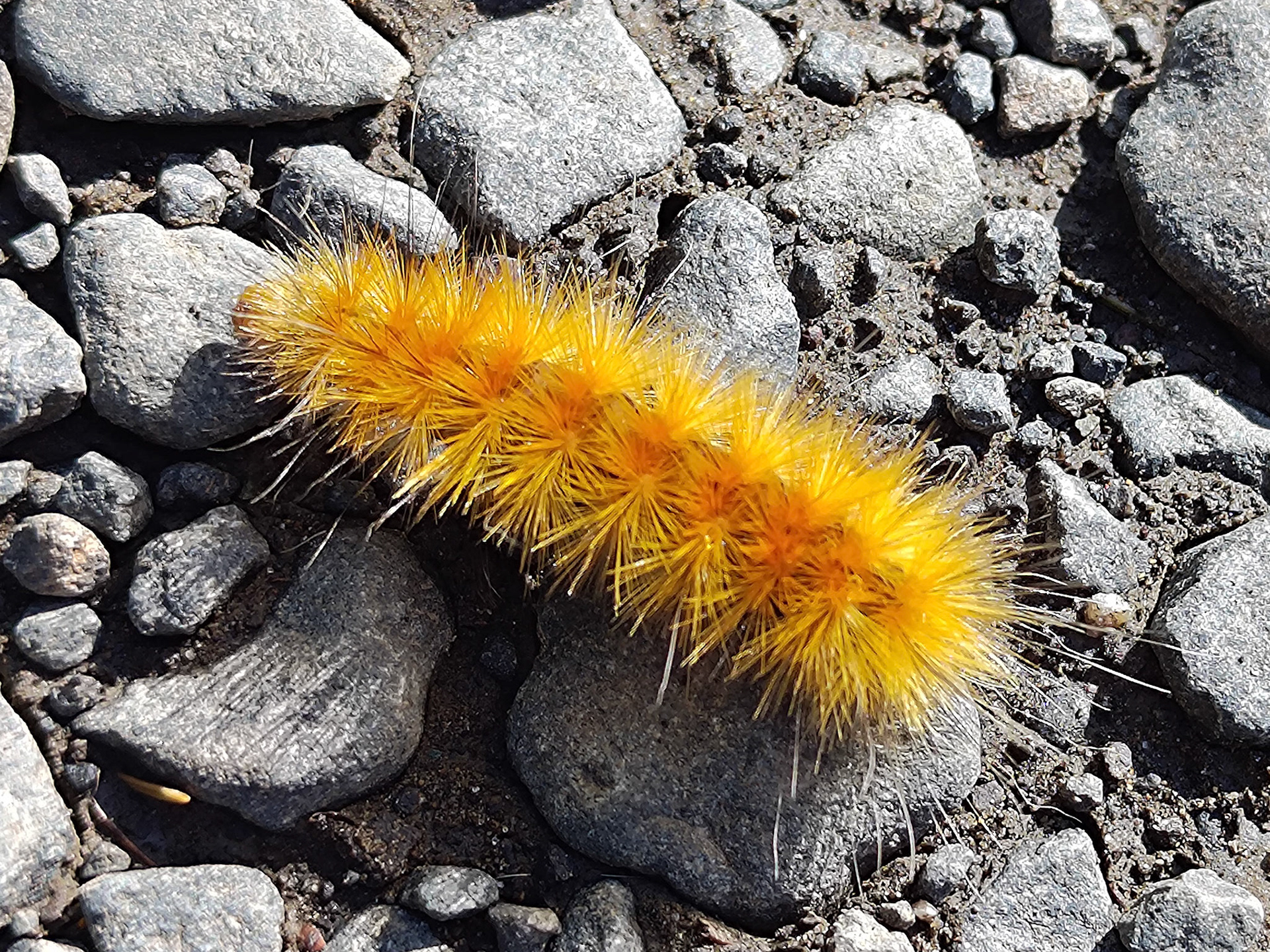 Virginian Tiger Moth