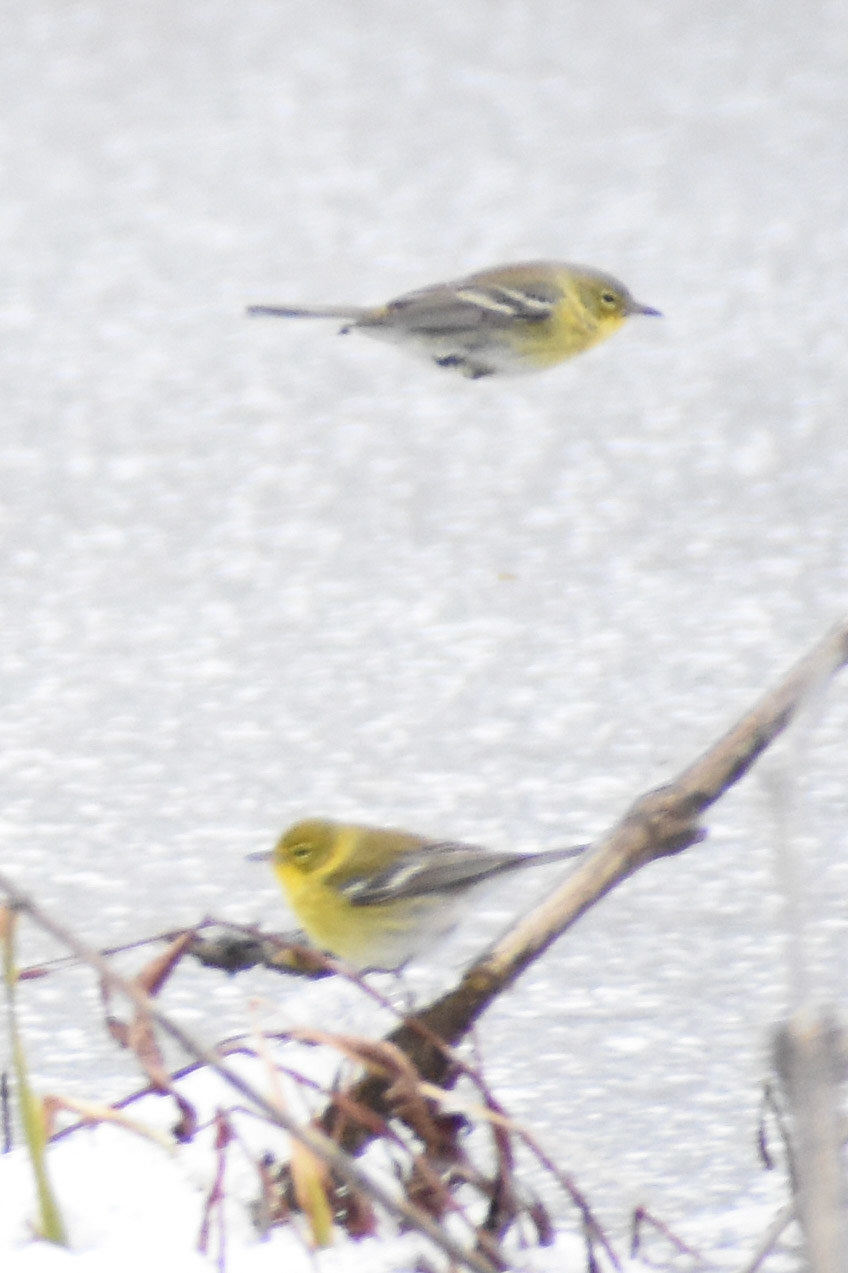 Pine Warbler
