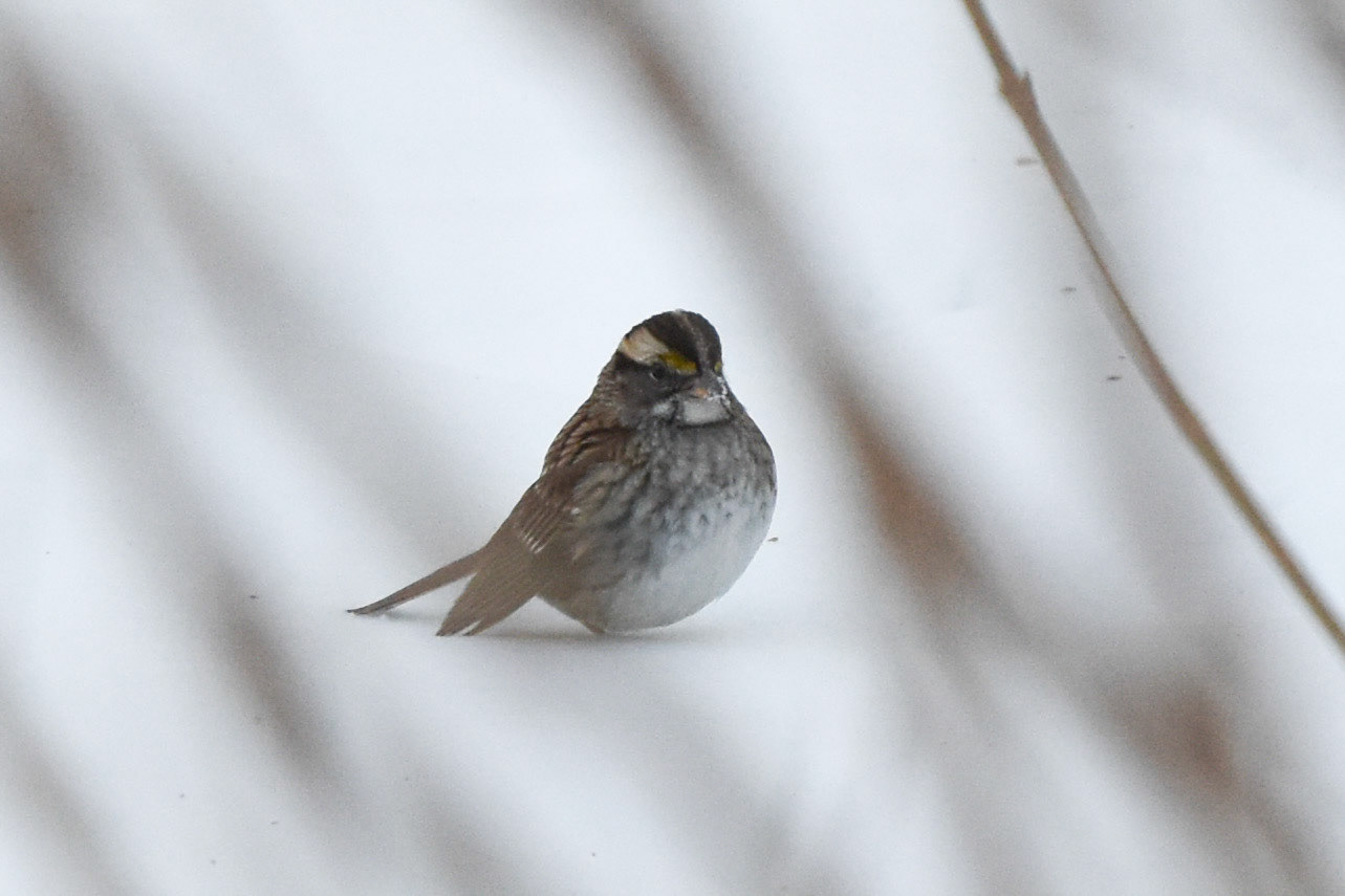 White-throated Sparrow