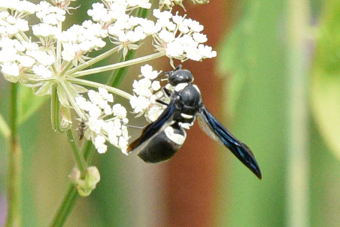 Four-toothed Mason Wasp
