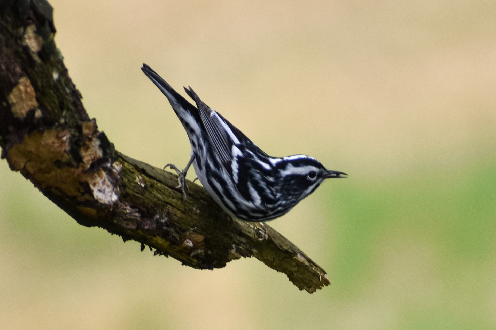 Black-and-white Warbler
