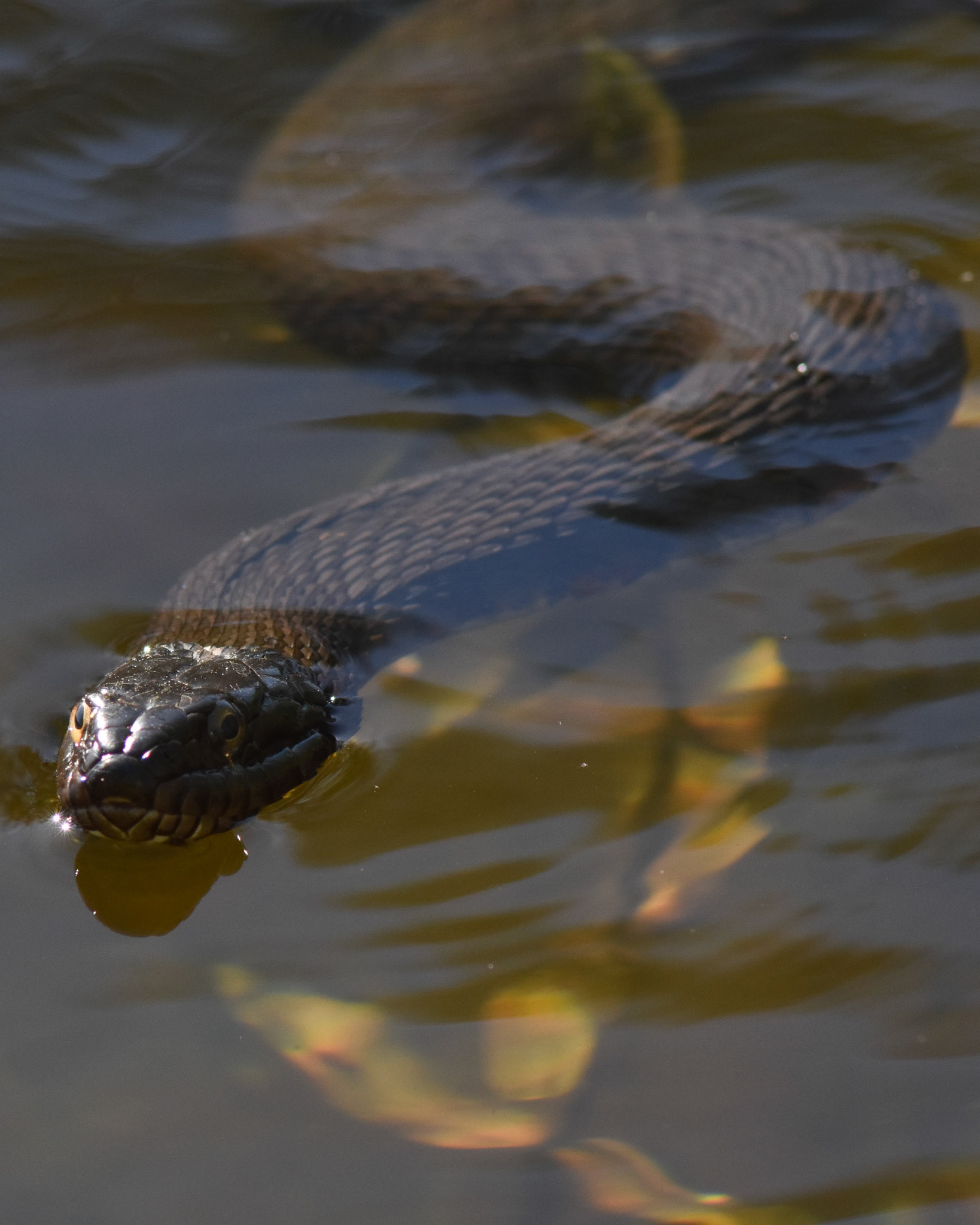Common Watersnake