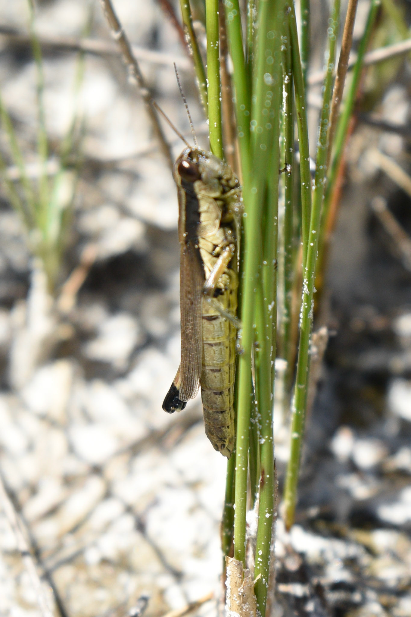 Olive-green Swamp Grasshopper