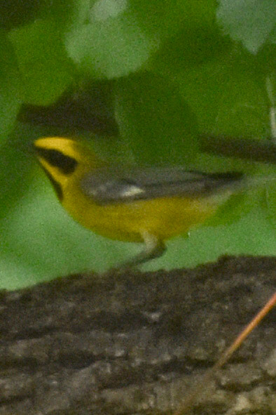 Lawrence's Warbler