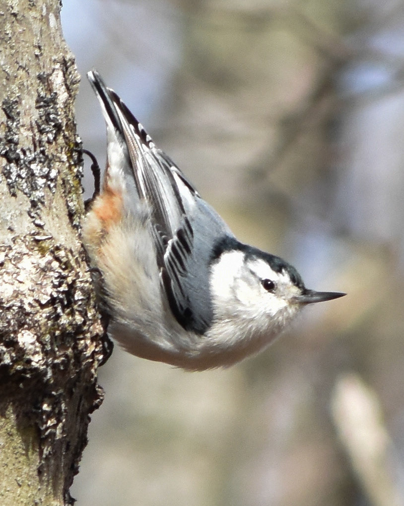White-breasted Nuthatch