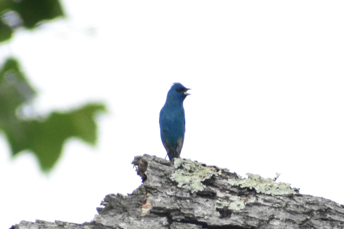 Indigo Bunting