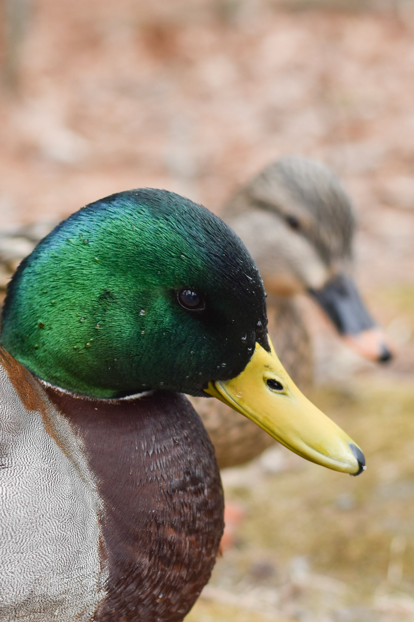 Mallard (male and female)