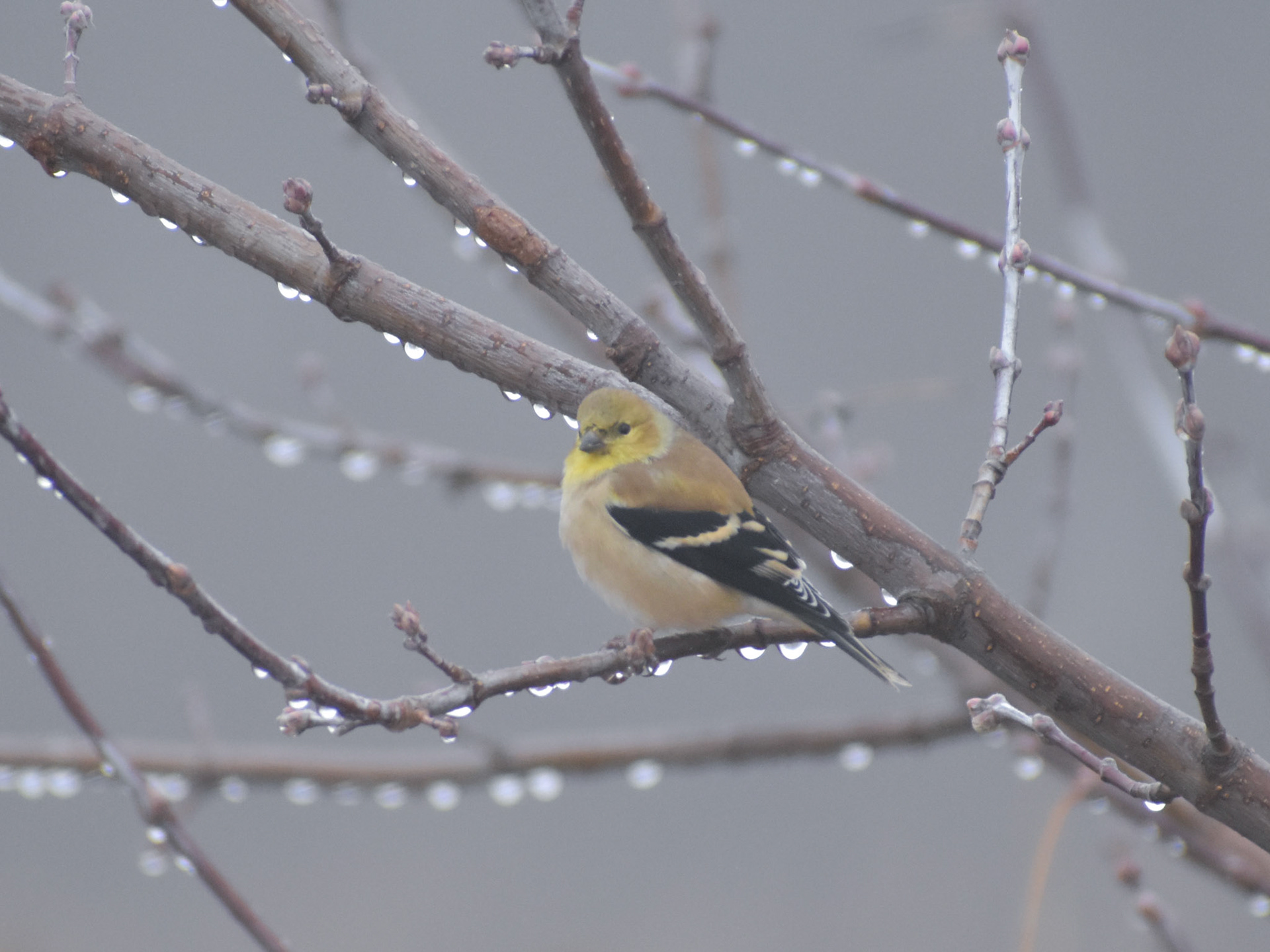 American Goldfinch