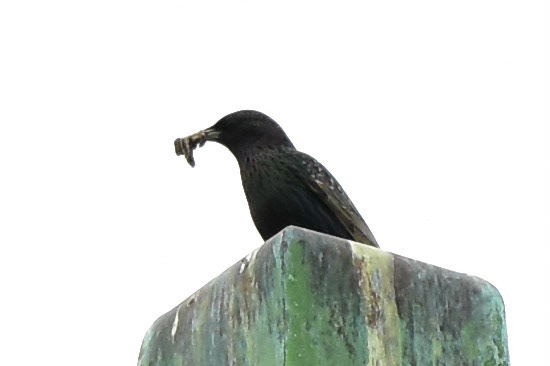 European Starling (adult)