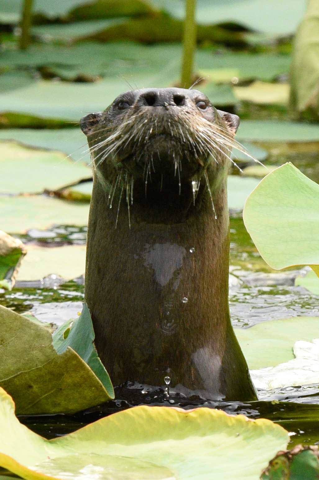 North American River Otter