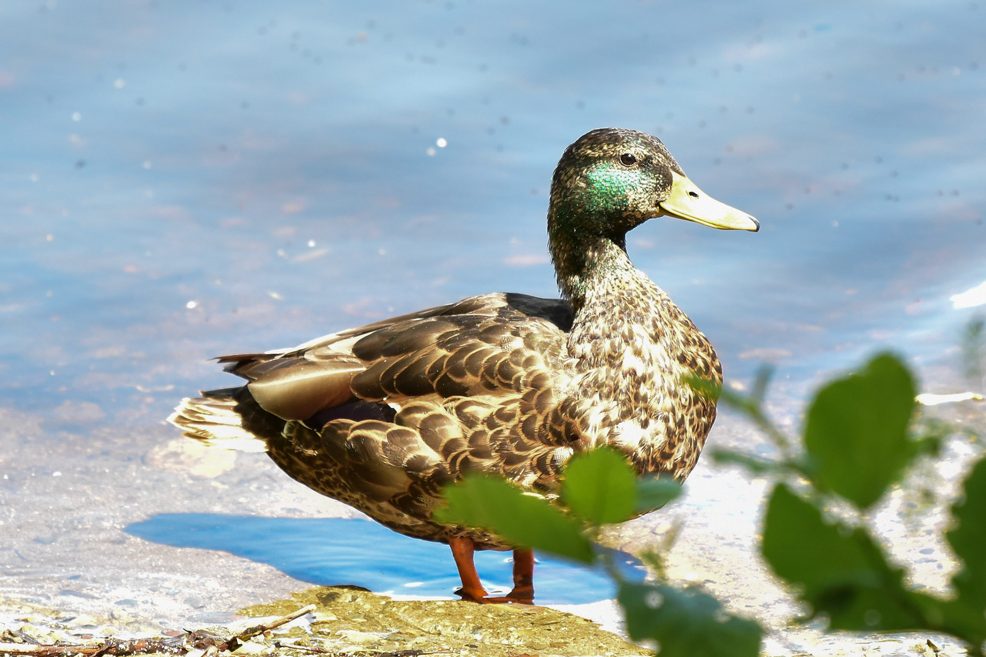 American Black Duck x Mallard (hybrid)