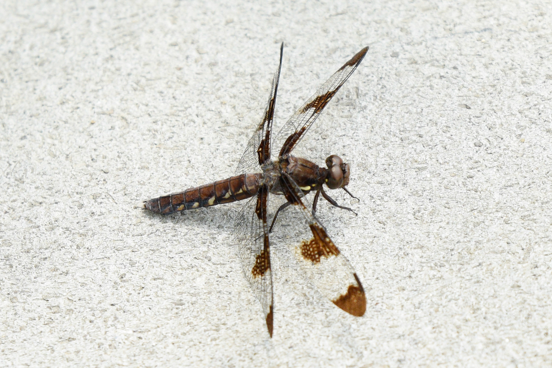 Common Whitetail (female)