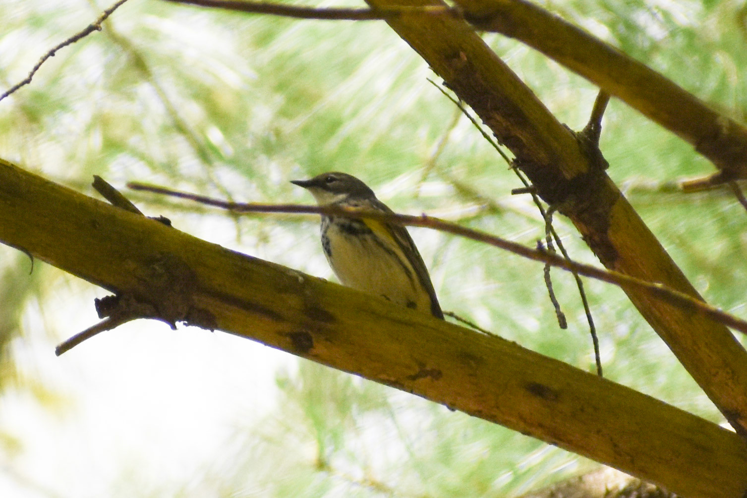 Magnolia Warbler