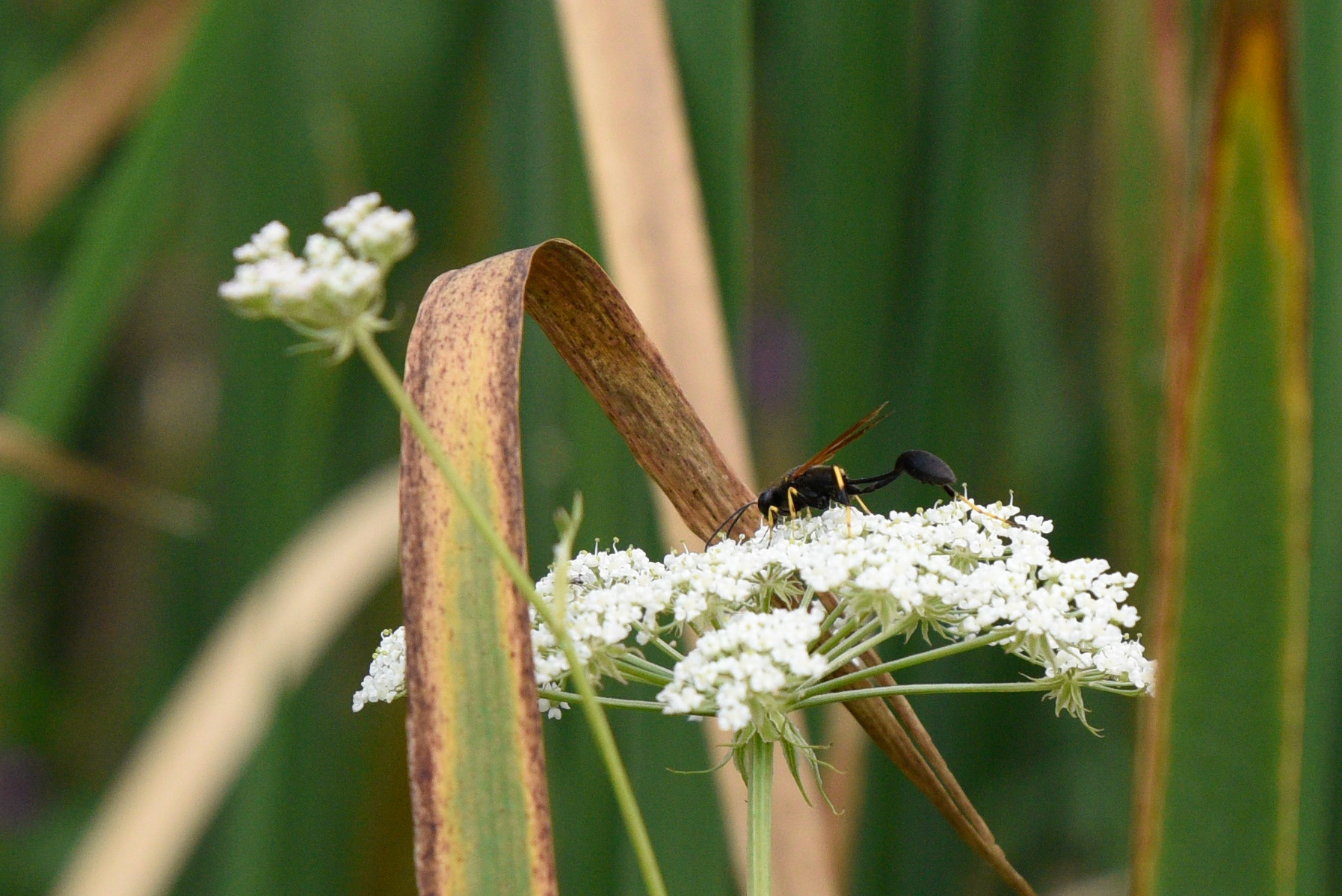 Yellow-legged Mud-dauber Wasp