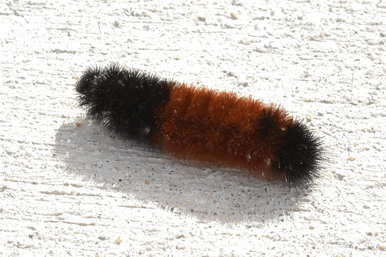 Isabella Tiger Moth