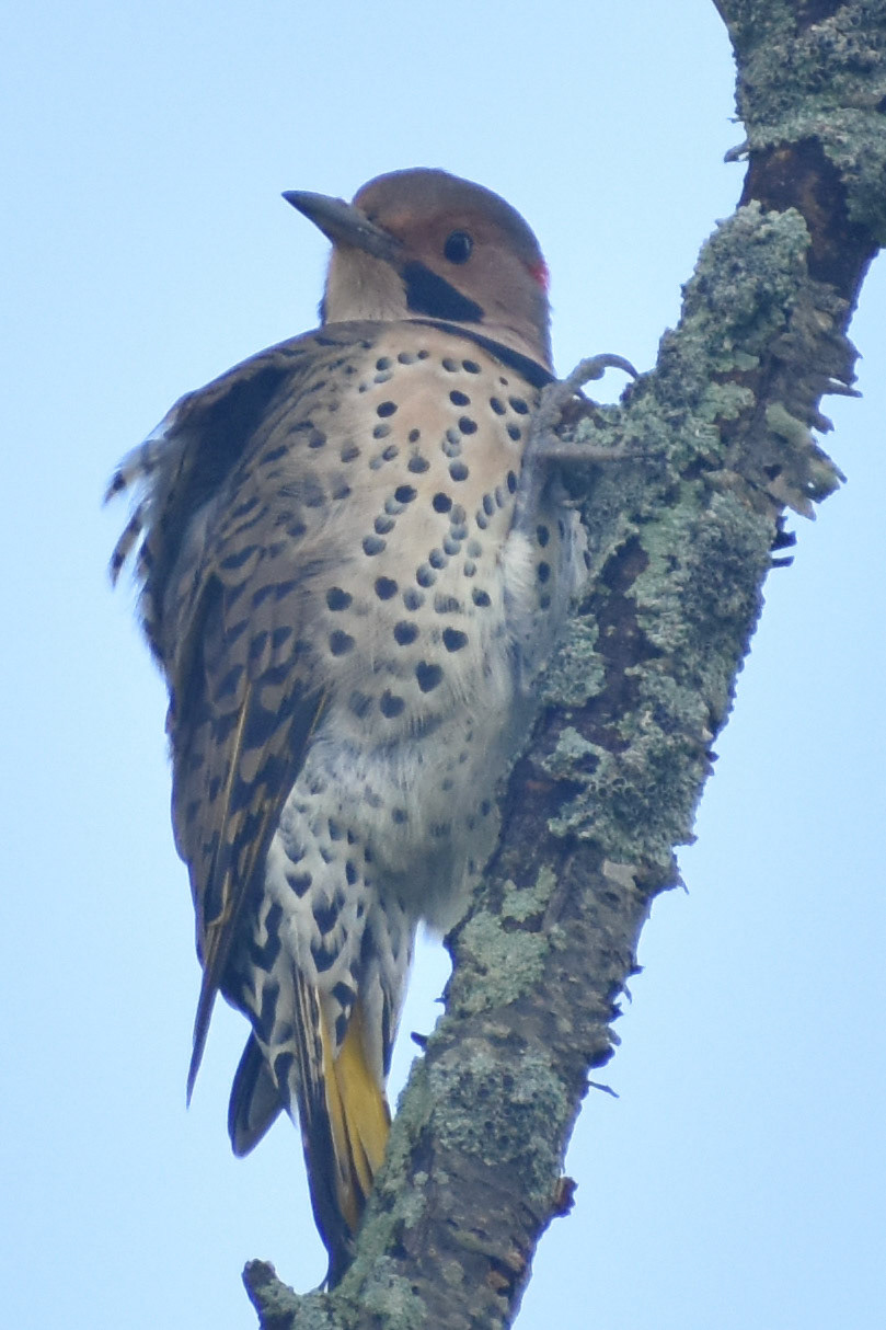 Northern Flicker
