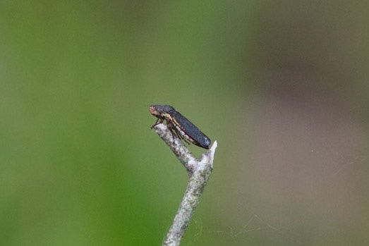 Speckled Sharpshooter