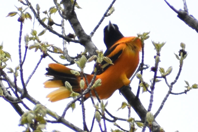 Baltimore Oriole