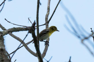 Yellow-throated Vireo