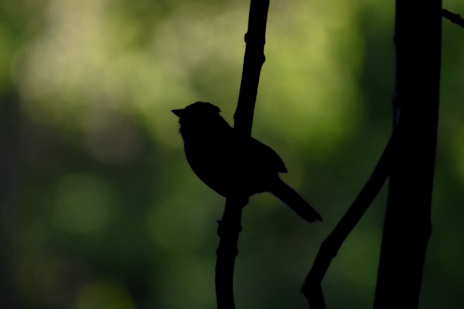 Song Sparrow