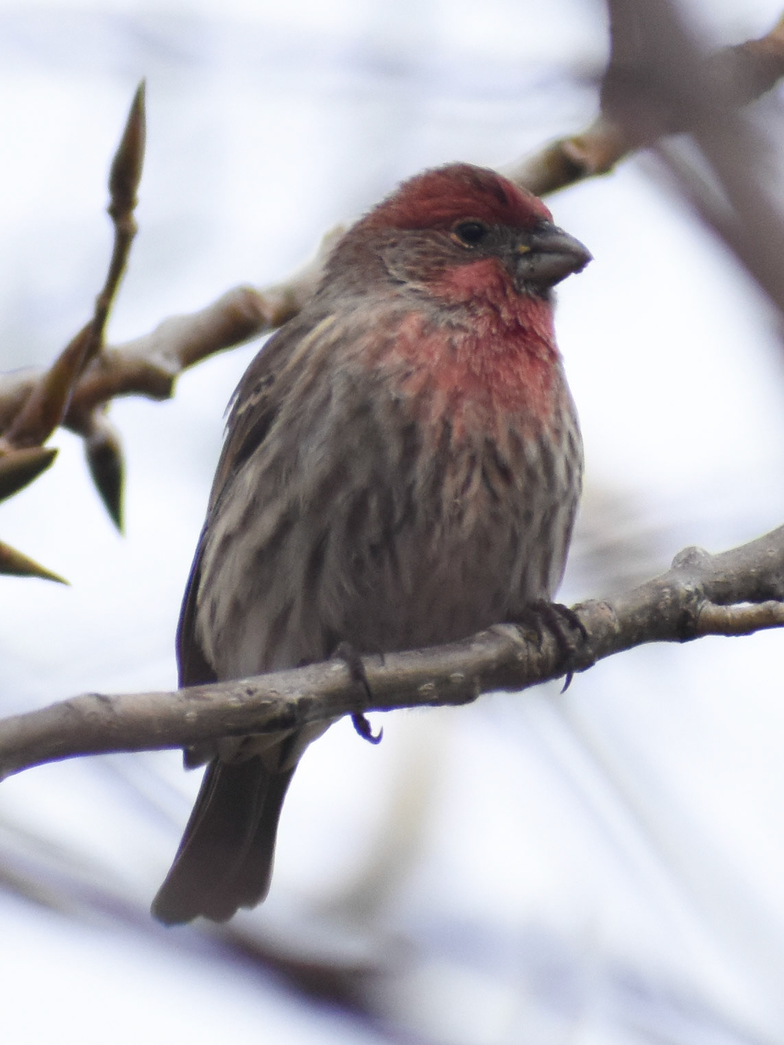 House Finch