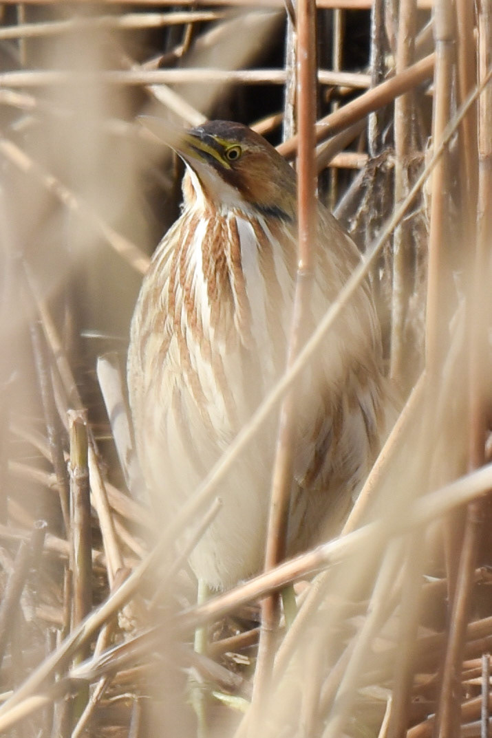 American Bittern