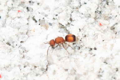 Pseudomethoca Simillima