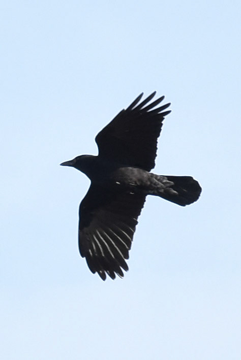 American Crow