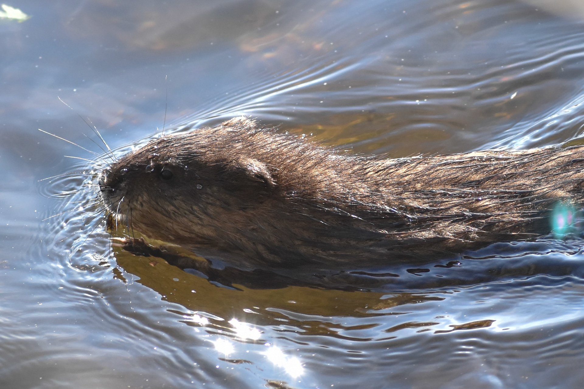 Muskrat