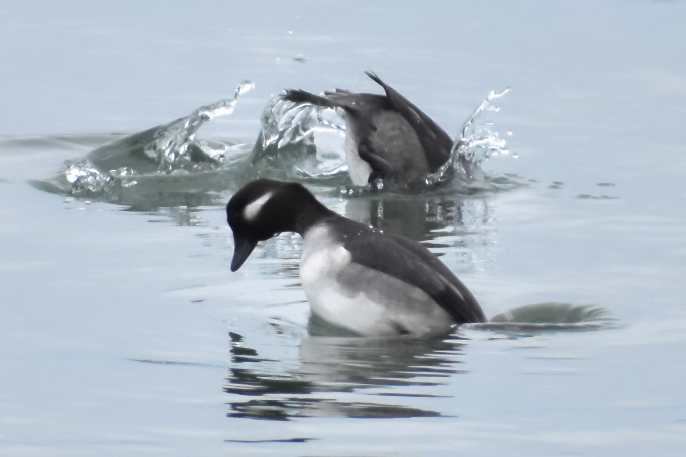 Bufflehead (juvenile)