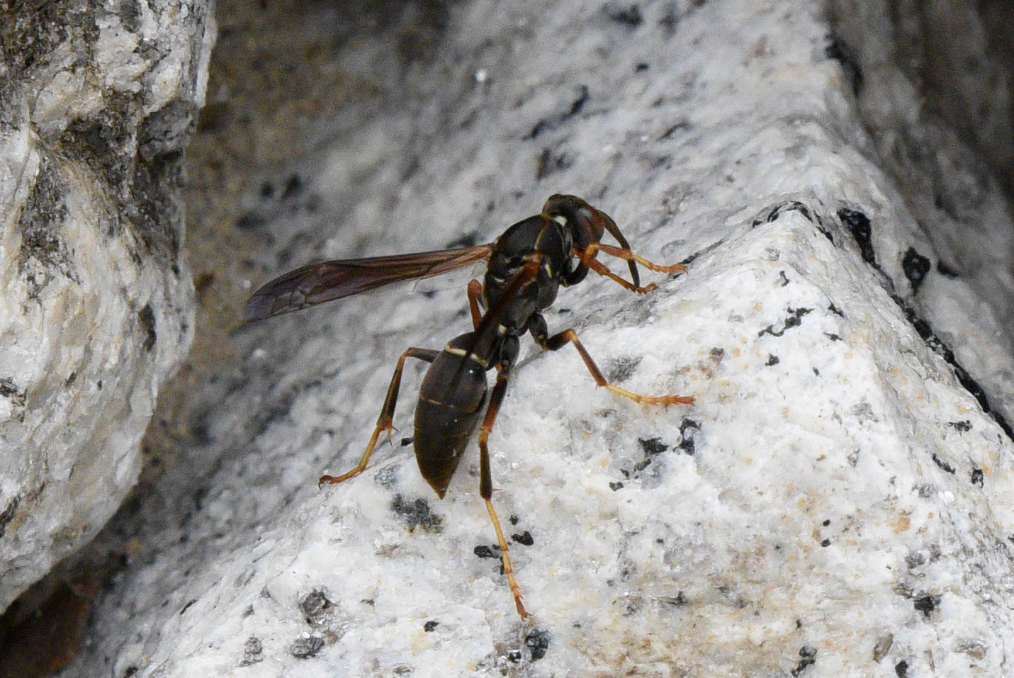 Northern Paper Wasp