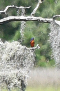 Painted Bunting